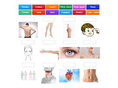 Части тела