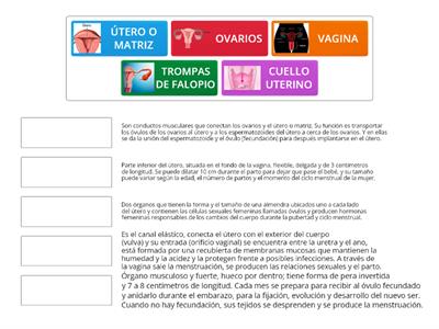 ÓRGANOS SEXUALES Y REPRODUCTIVOS INTERNOS FEMENINOS