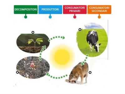 ECOSISTEMA - catena alimentare