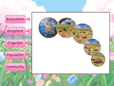Levels of Ecological Organization