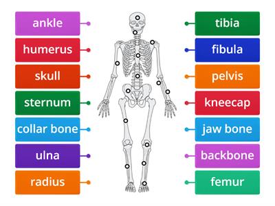 Label the Skeleton