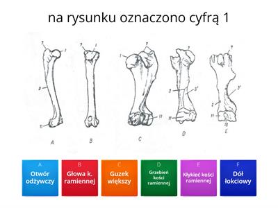 kość ramienna - wybrane