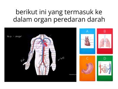 Sistem Peredaran Darah