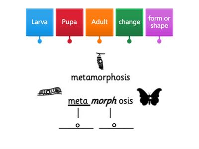 CUSP Y2 word analysis - metamorphosis