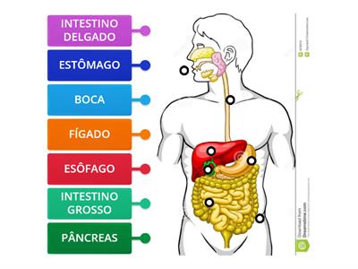 SISTEMA DIGESTÓRIO