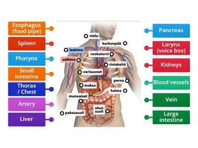 Anatomy / Anatomia