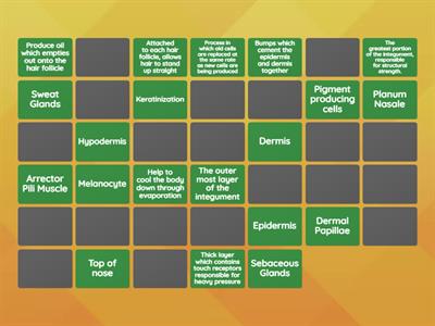 Animal Integumentary System