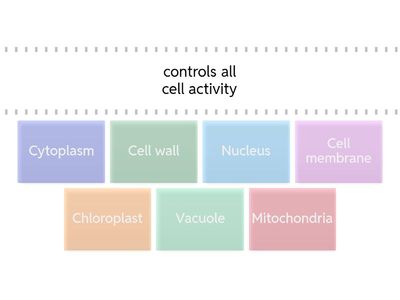 Cell Organelle Matching Game