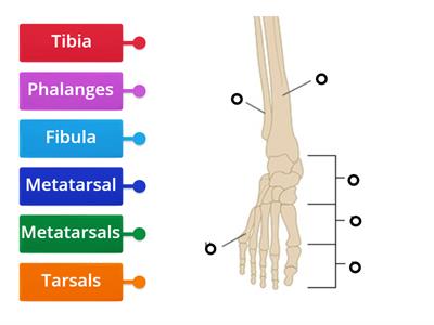 Bones of the Lower Leg and Foot for Pedicure