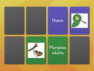 Ciclo vida de la mariposa