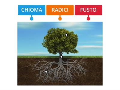 RICONOSCI LE PARTI DI UN ALBERO