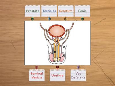 Male Reproductive System