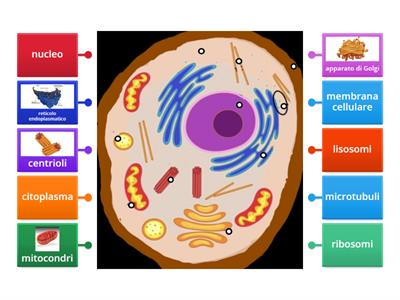 Cellula Animale (V.B.)