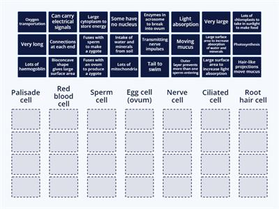 Specialised cells Y7 (functions and adaptations)