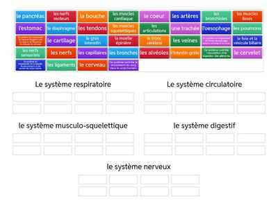 Le corps humain - révision