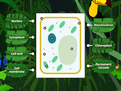 Dowdall plant cell ks3