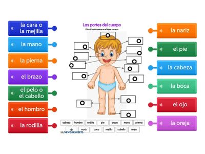 Diagram - Las partes del cuerpo