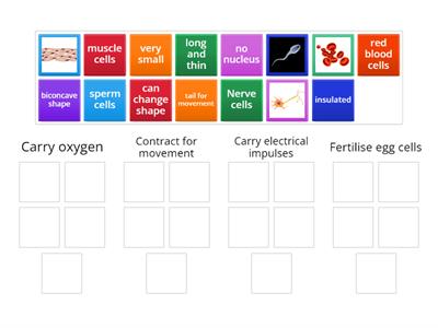 S1 Specialised Cells