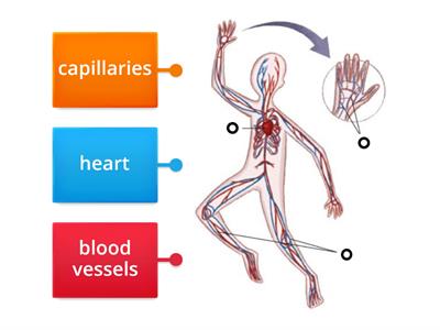 Circulatory System