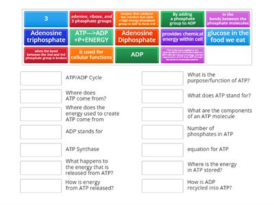 ATP Structure and Cycle