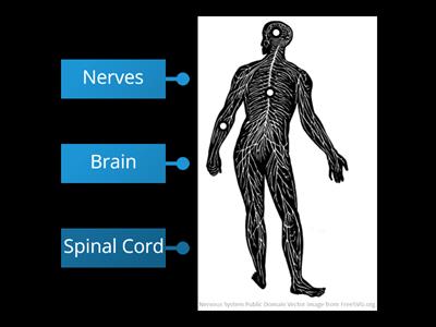 The Nervous System