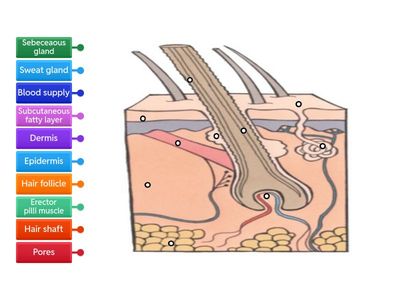  Hair and skin diagram 