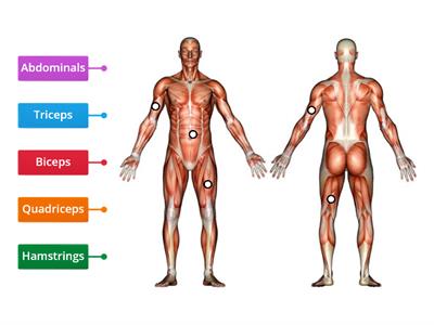 Muscles Assessment (5th Grade Assessment)