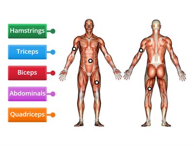 Muscles Assessment (5th Grade Assessment)