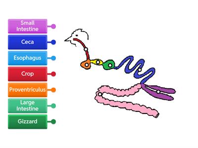 Poultry Digestive System