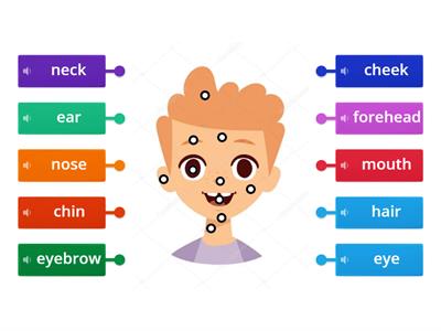 parts of the face