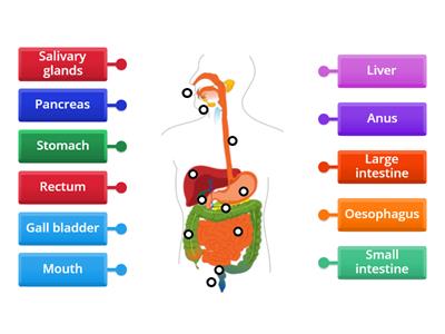 Digestive system 