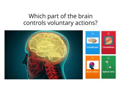 Nervous and Locomotor System