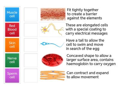 specialised cells junior cycle science 