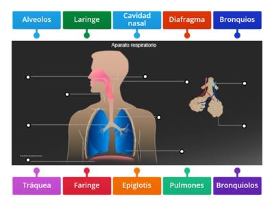 Sistema respiratorio