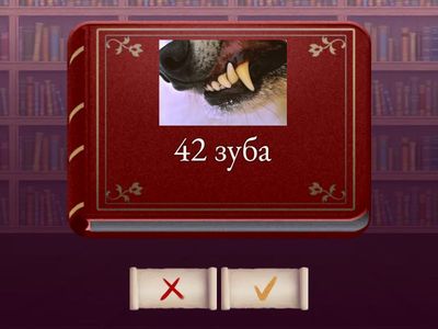 Academy stars 2. Wolves