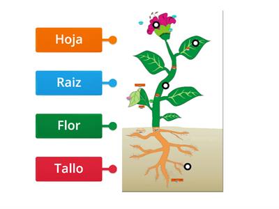 Partes de las plantas