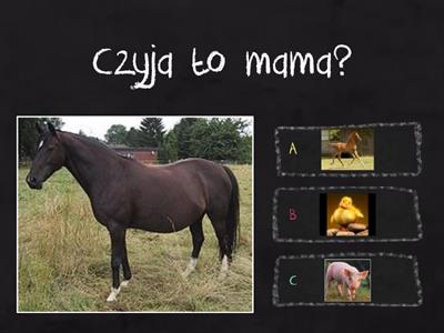 Czyja to mama?