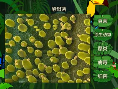 六年级 微生物的种类