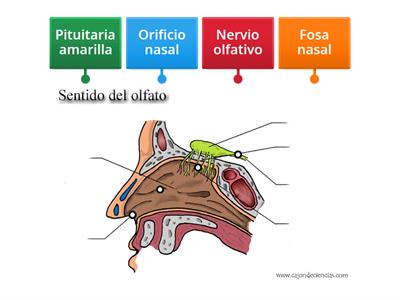 Órganos de los sentidos-Olfato