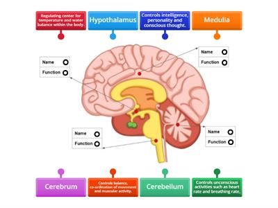 The Brain's Structure and Function