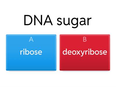 DNA Structure