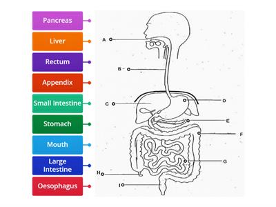 Digestive System