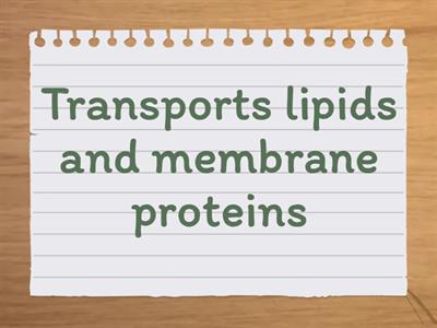 W1: The Cell Theory, Structure, and Functions