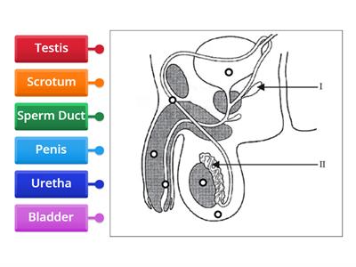  Male Reproductive System KS2
