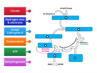 Citric Acid Cycle diagram