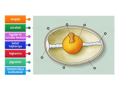 A tojás felépítése