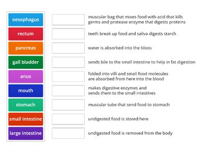 Digestive system 