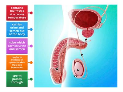  Male Reproductive System - FUNCTIONS