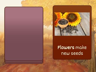 Plant Parts and Funtion Cards with speech