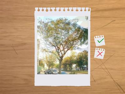 造園丙級植物識別